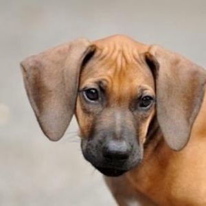 Meet your Posher, Laurie